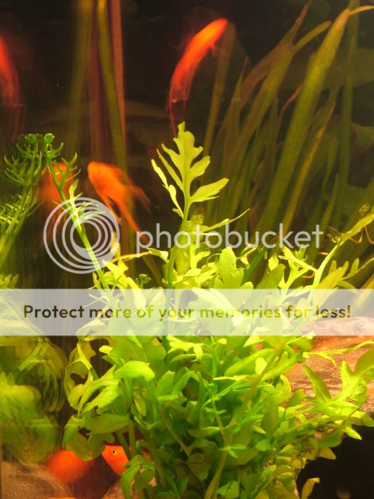 DSCF4559.jpg