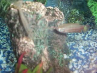 bettas003.jpg
