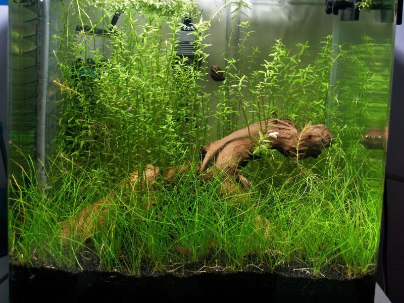 Fishcube50.jpg