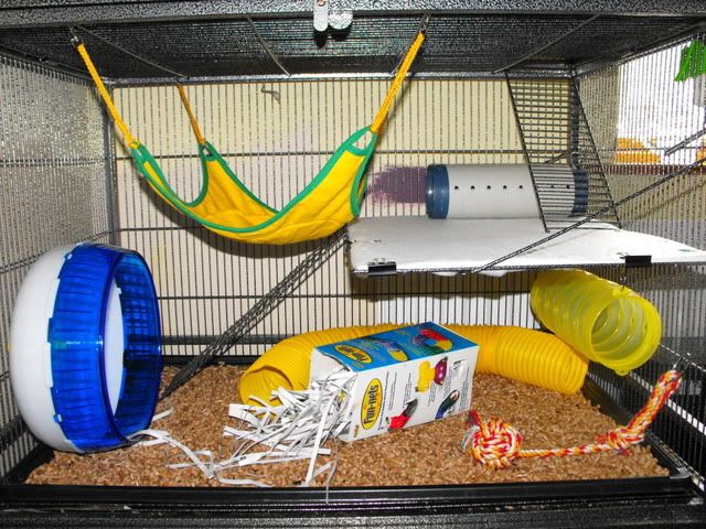 2010_0323rats0017.jpg