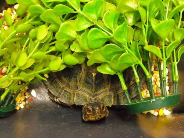 2010_0318animals0031-1.jpg