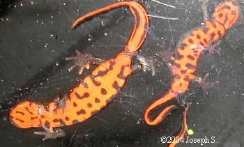 C_orientalis1JS.jpg