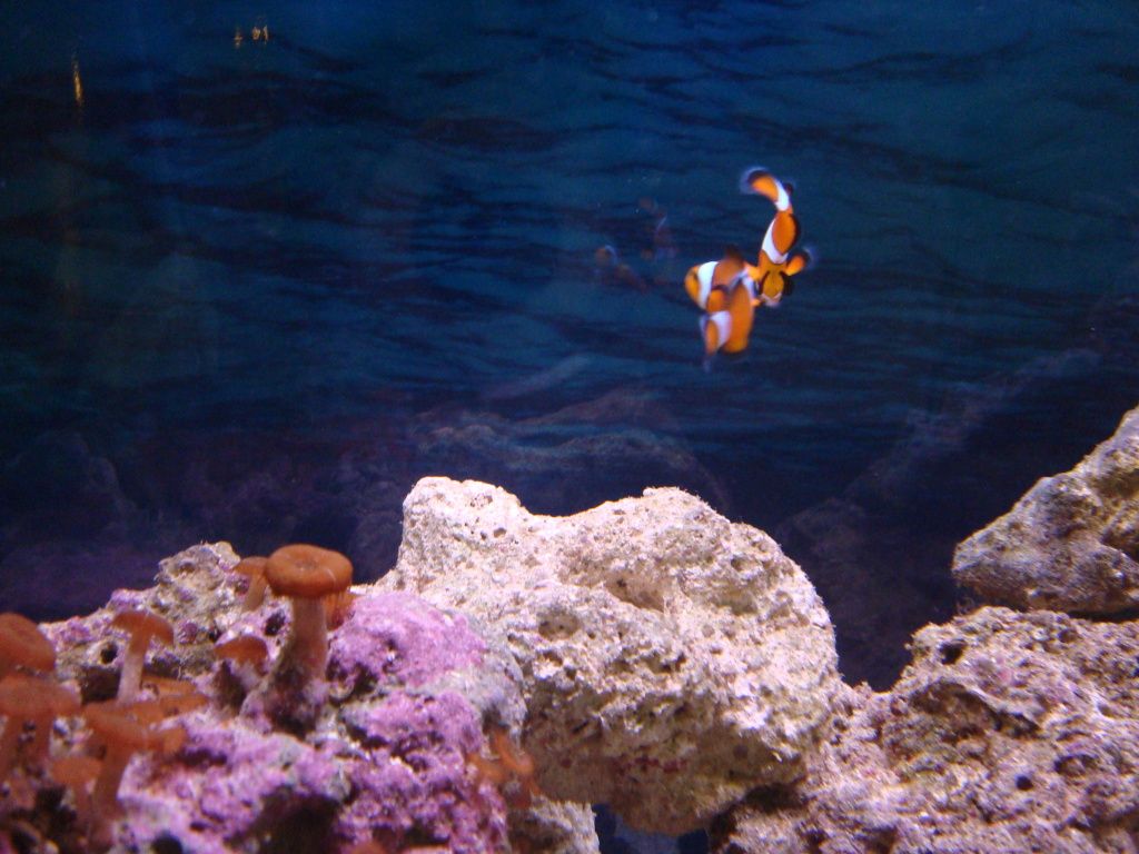 DSC02595.jpg