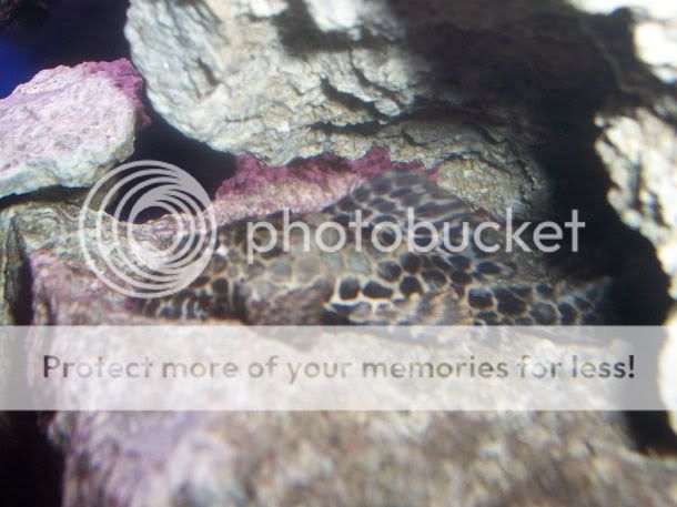 cplec1.jpg
