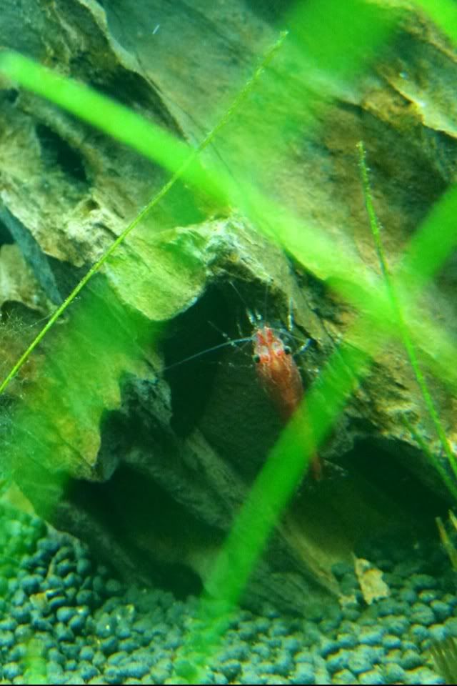 cherryshrimp1-1.jpg