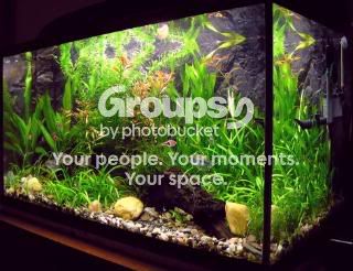 fishtank-1.jpg
