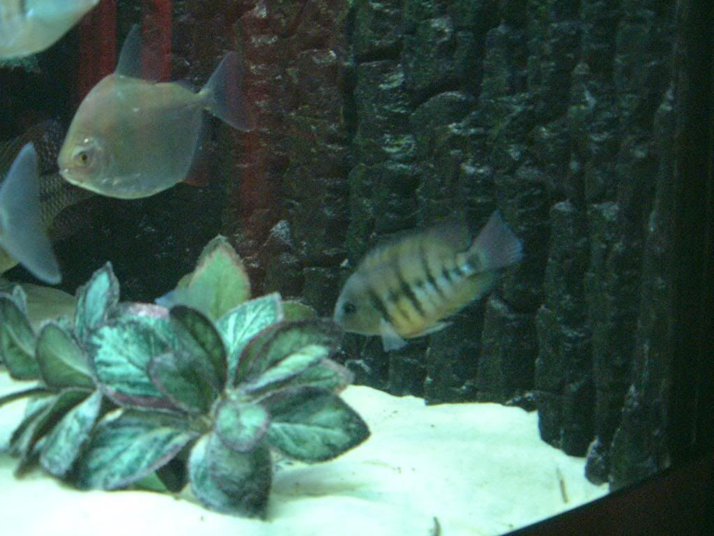DSCF0291.jpg