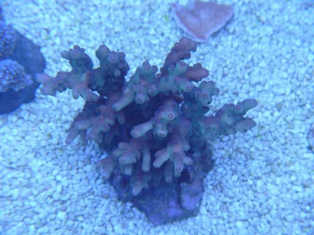 AcroGranulosa2.jpg