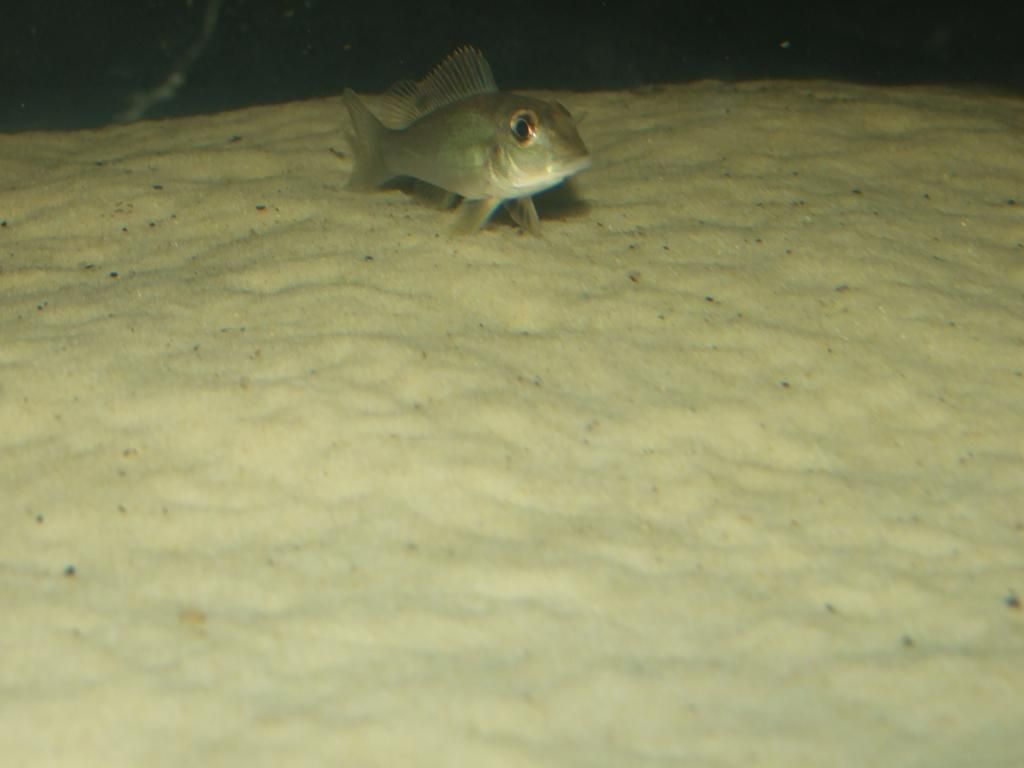DSCF0462.jpg