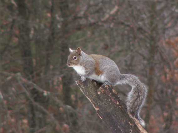 1Squirrel4.png