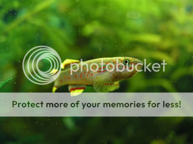 malekillifish.jpg