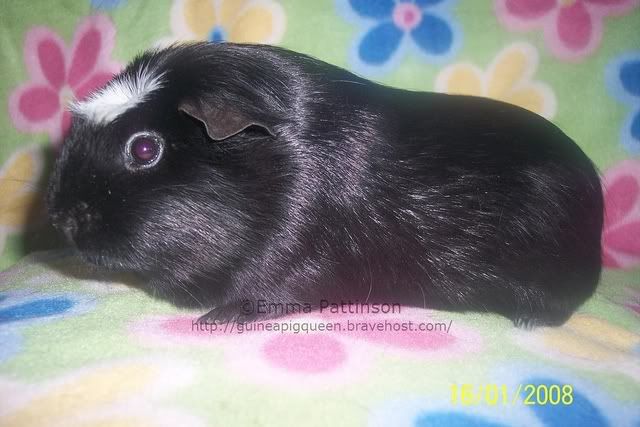 Elvis16.jpg