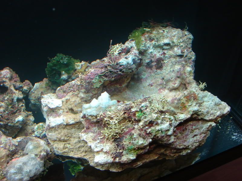DSC00082.jpg
