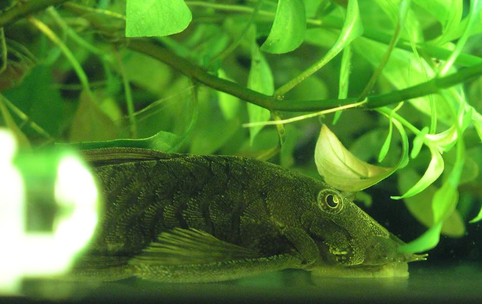 femaleancistrus.jpg