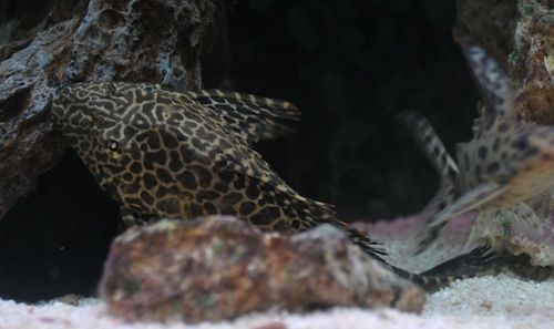 Pleco1.jpg