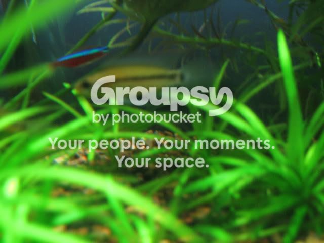 photobucket013.jpg
