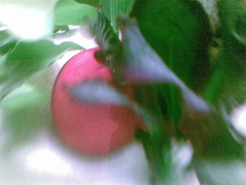 10032009001.jpg