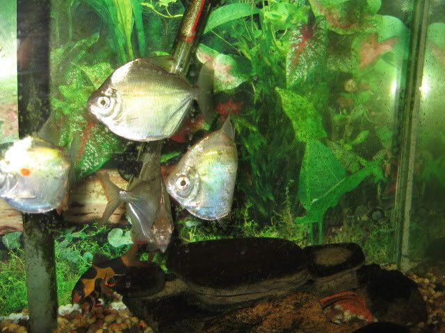 IMG_0008.jpg