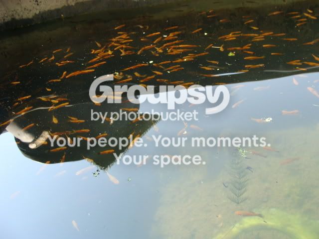 Ponds016.jpg