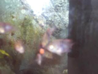 PICT0008.jpg