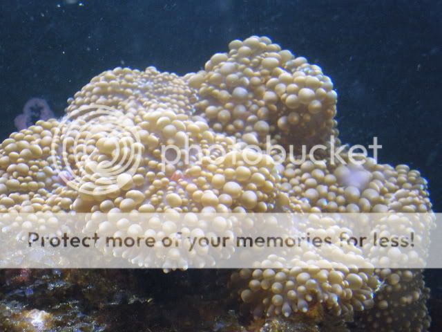 fishtanks006.jpg