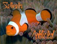 saltwateraddict.jpg