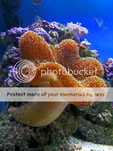2009_0721Reef0022a.jpg