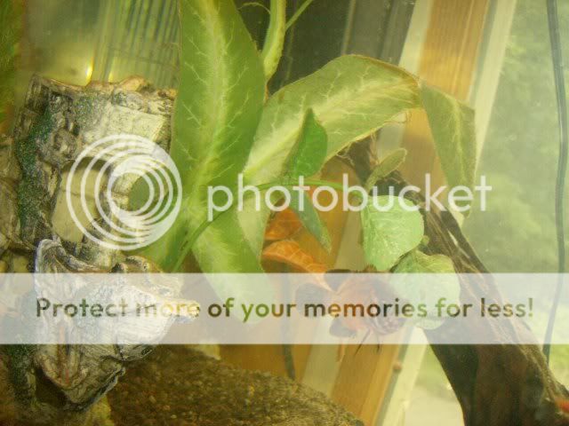 Fishies003.jpg
