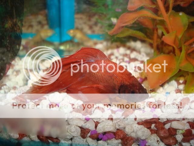 bettas003-1.jpg