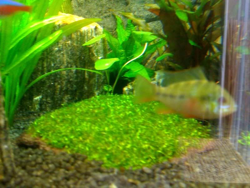 gbr1.jpg