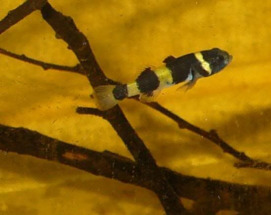 goby5.jpg