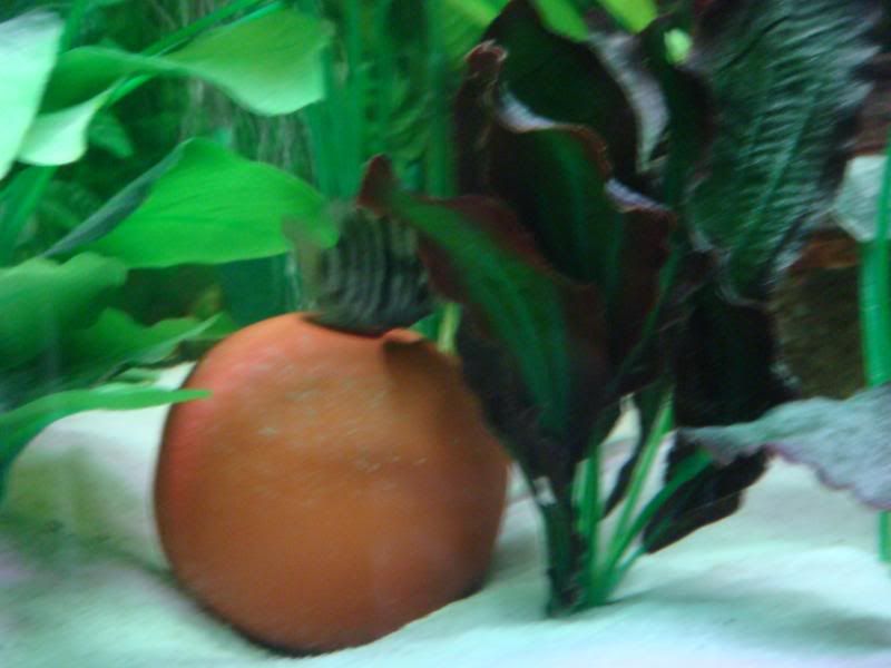 Fish007.jpg