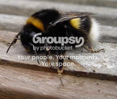 Buzz3.jpg