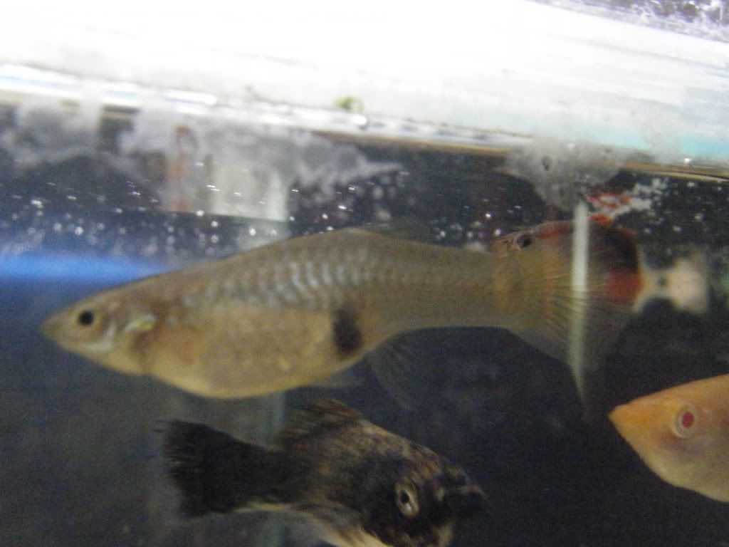 DSCF0072.jpg