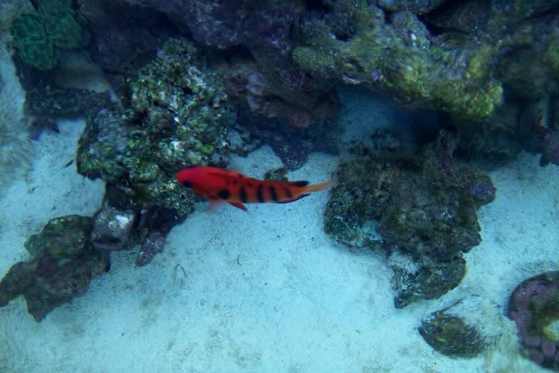 aquarium095.jpg
