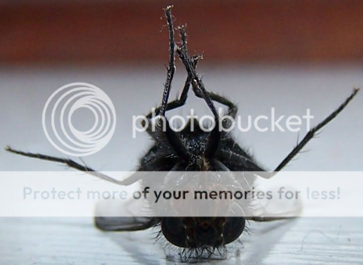 fly2.jpg