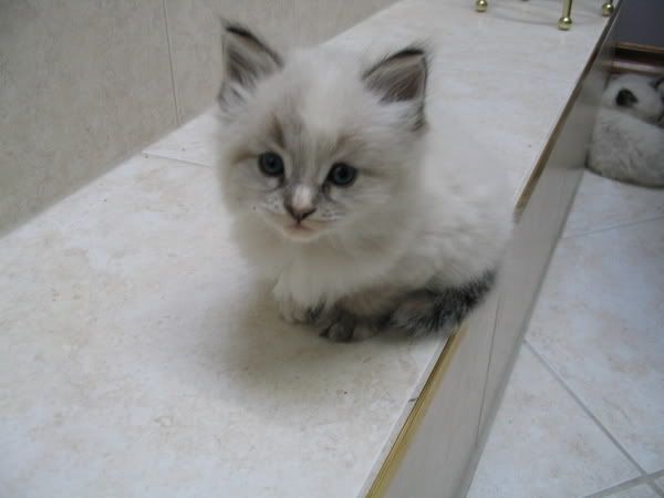 kitten2.jpg