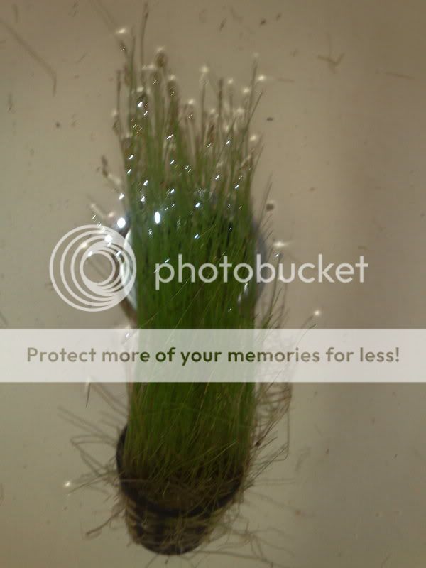 hairgrass.jpg