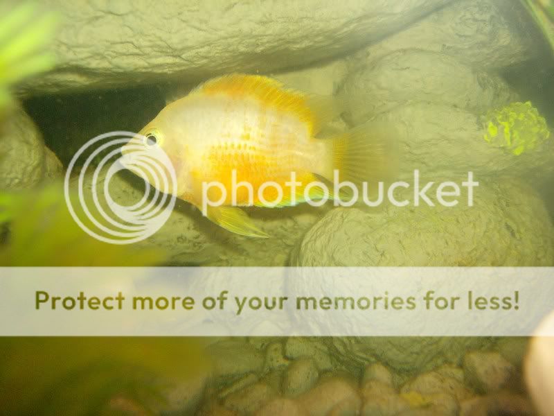 Cichlids006.jpg