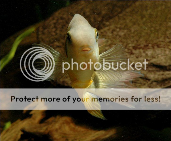 1cutteria_726x600.jpg