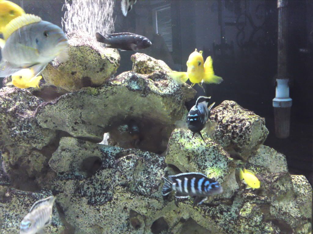 fish007.jpg