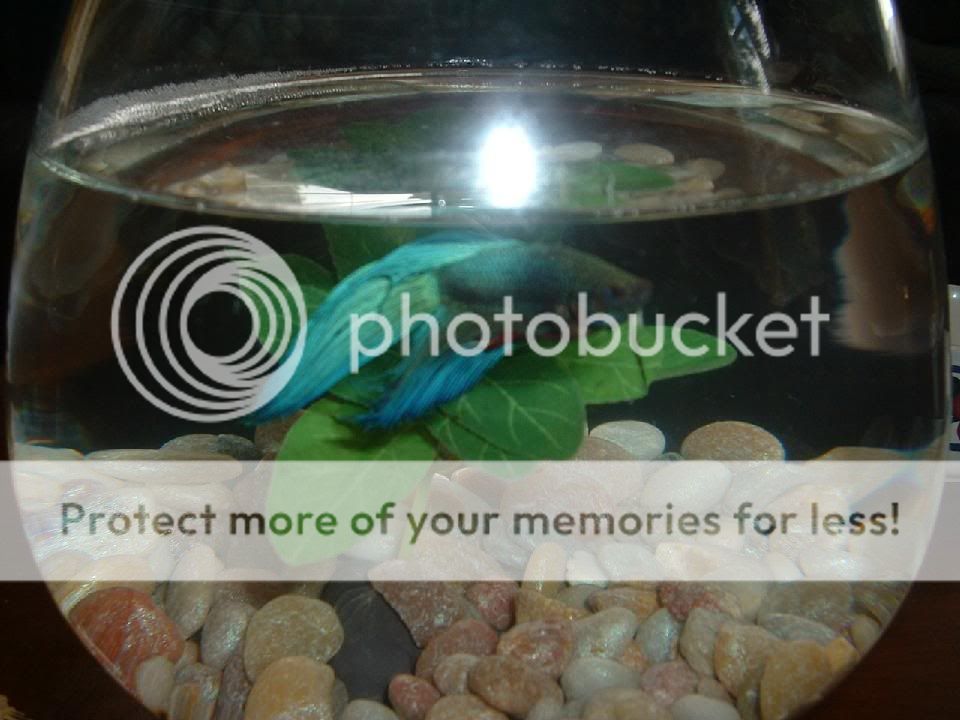 fish_050.jpg