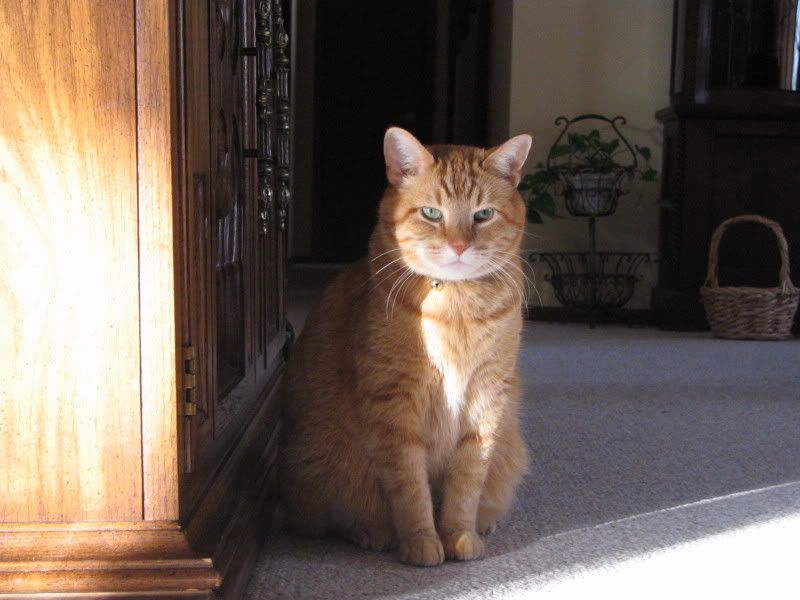 catsinsun001.jpg
