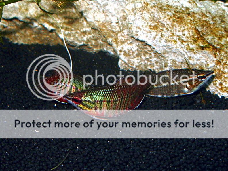 Samurai_Gourami_44.jpg