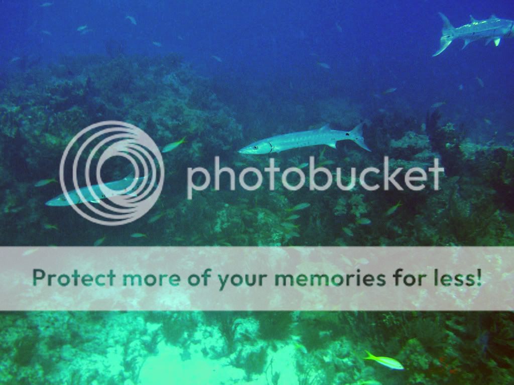 barracudas0107.jpg