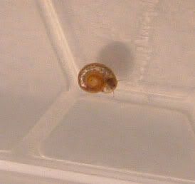 snail.jpg