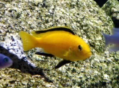 yellowlabcichlid.jpg