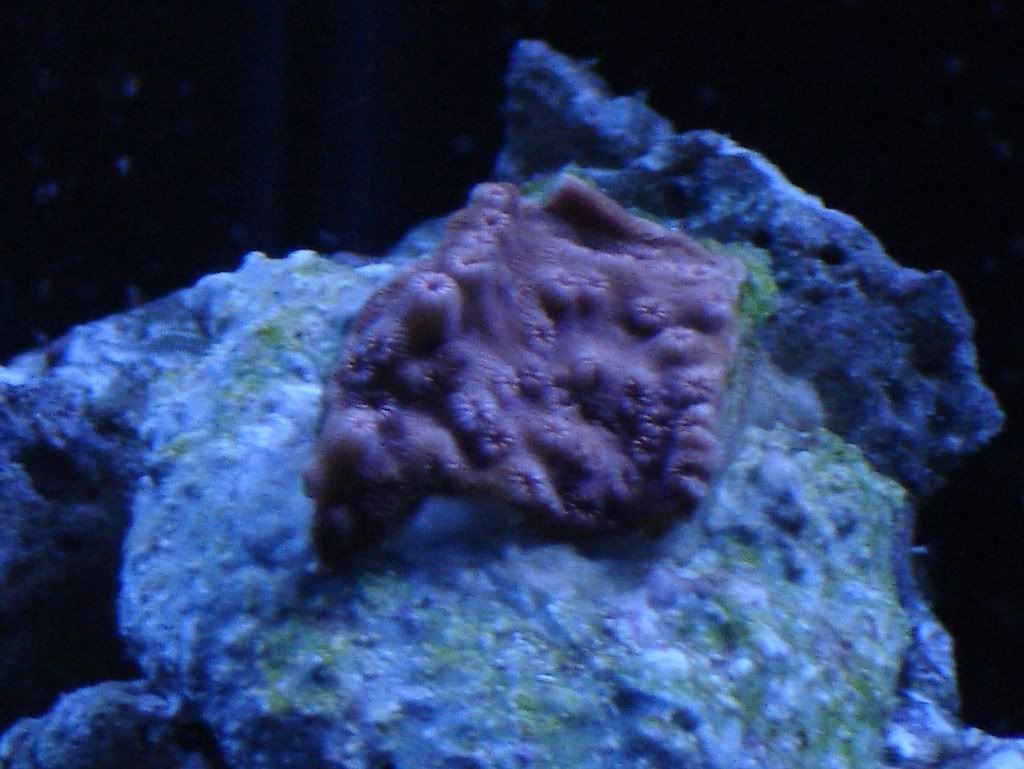 03-21-07Pavona.jpg