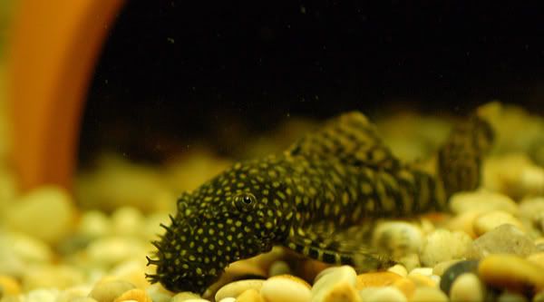 plec_03.jpg