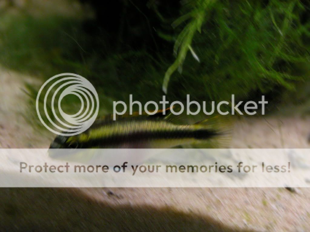 DSCN4231.jpg